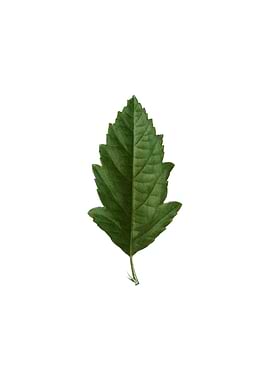 Vintage Crabapple on White