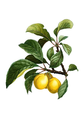 Ripe Plums on a Branch