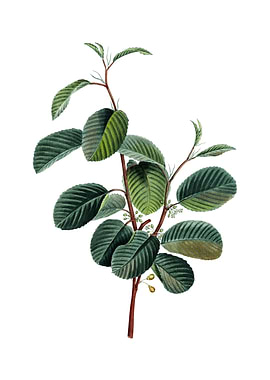 Alpine Buckthorn Plant