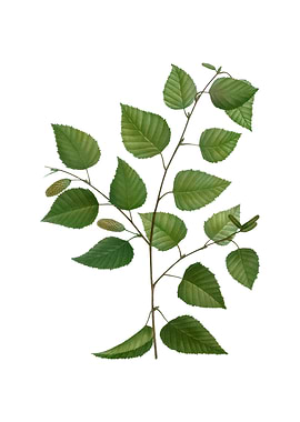 Vintage Paper Birch Plant