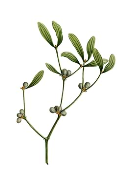 Viscum Album Branch Fruit