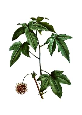 Vintage American Sweetgum