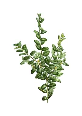 Vintage Boxwood Bush Plant