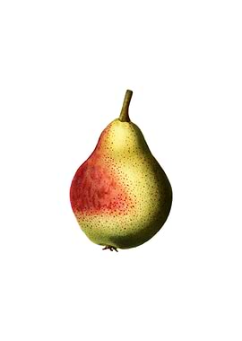 Vintage Pear on White