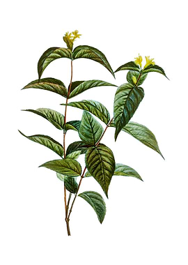 Northern Bush Honeysuckle