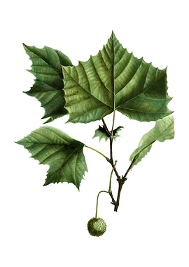 Vintage American Sycamore