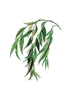 Vintage Babylon Willow