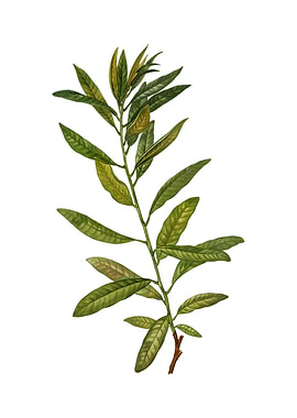 Vintage Rhodora on White