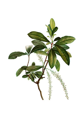 Vintage Swamp Titi Leaves