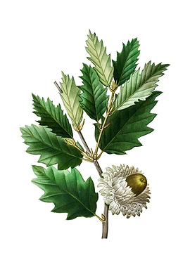 Vintage Valonia Oak Plant