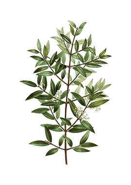 Phillyrea Tree Branch