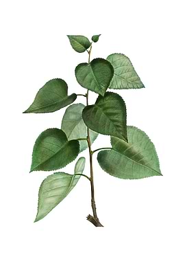 Vintage Quaking Aspen