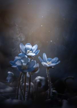 Blue hepatica flowers