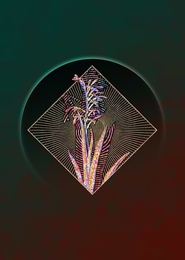 Antholyza Aethiopica