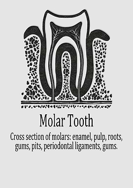 Molar Tooth