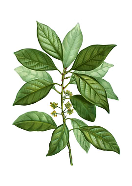 Vintage Redbay on White