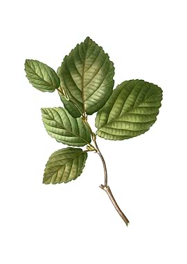 Vintage Witch Hazel Plant