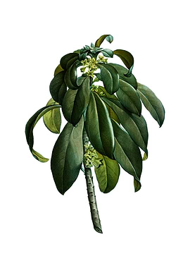 Spurge Laurel Weeds Plant