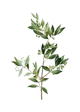 Fontanesia Phillyreoides