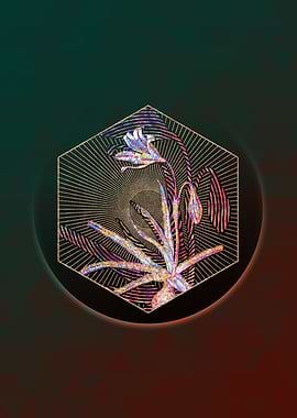 Amaryllis Broussonetii