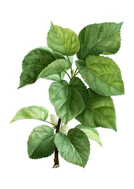 White Mulberry Plant Plant
