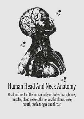 Human head and neck