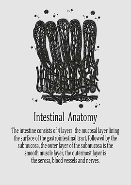 Intestinal Anatomy