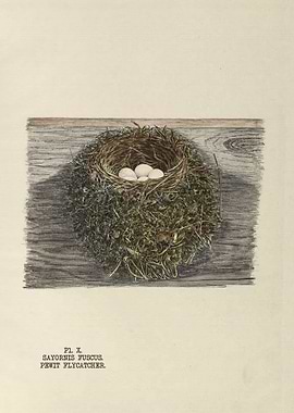 The nests and eggs of bird