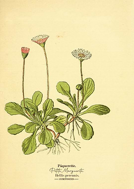 Atlas de poche des plantes