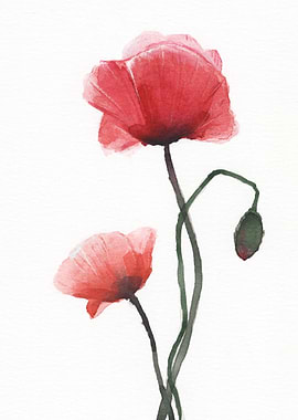 Poppy