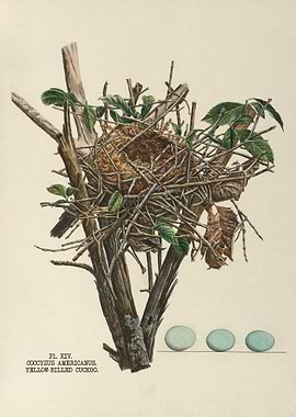 The nests and eggs of bird