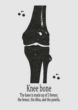 Knee bone