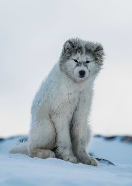Husky Pup in the snow