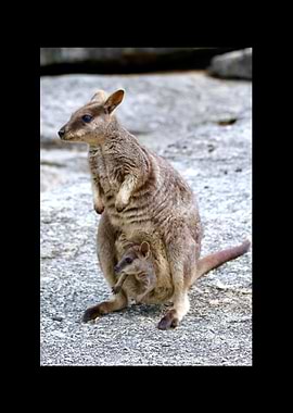 Kangaroo