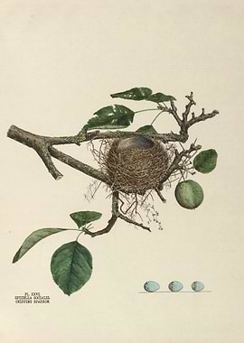 Nests and Eggs of Birds