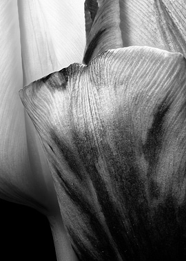 closeup of two tulips