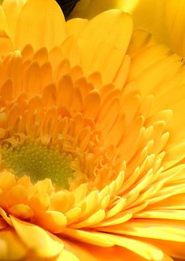 closeup of marigold