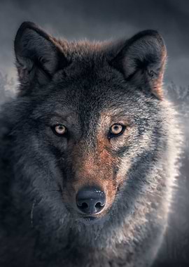 True Wolf