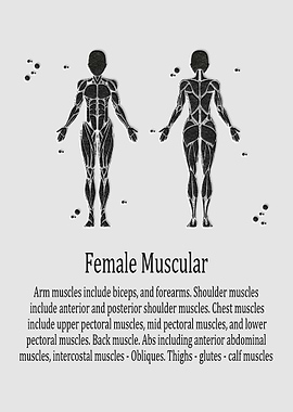 Female Muscular