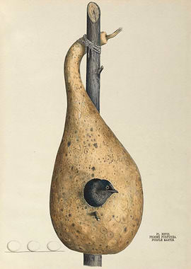 Nests and Eggs of Birds