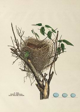 Nests and Eggs of Birds