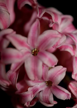 Hyacinthus flower blossom