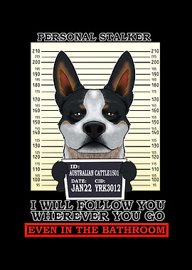 Australian Cattle Dog