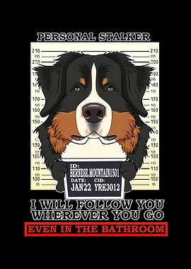 Bernese Mountain Dog