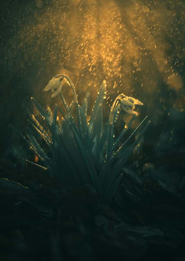 Snowdrops, macro flowers