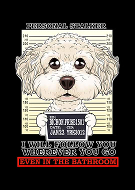 Bichon Frise Stalker