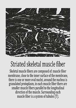 Striated skeletal muscle
