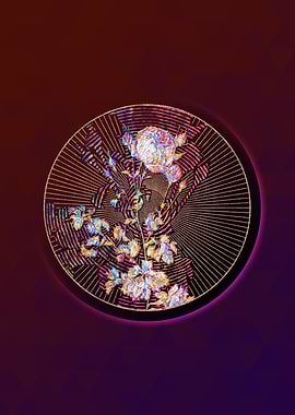 Celery Leaved Cabbage Rose