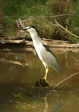 Black crowned night heron