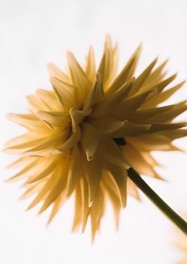 Soft Yellow Daisy